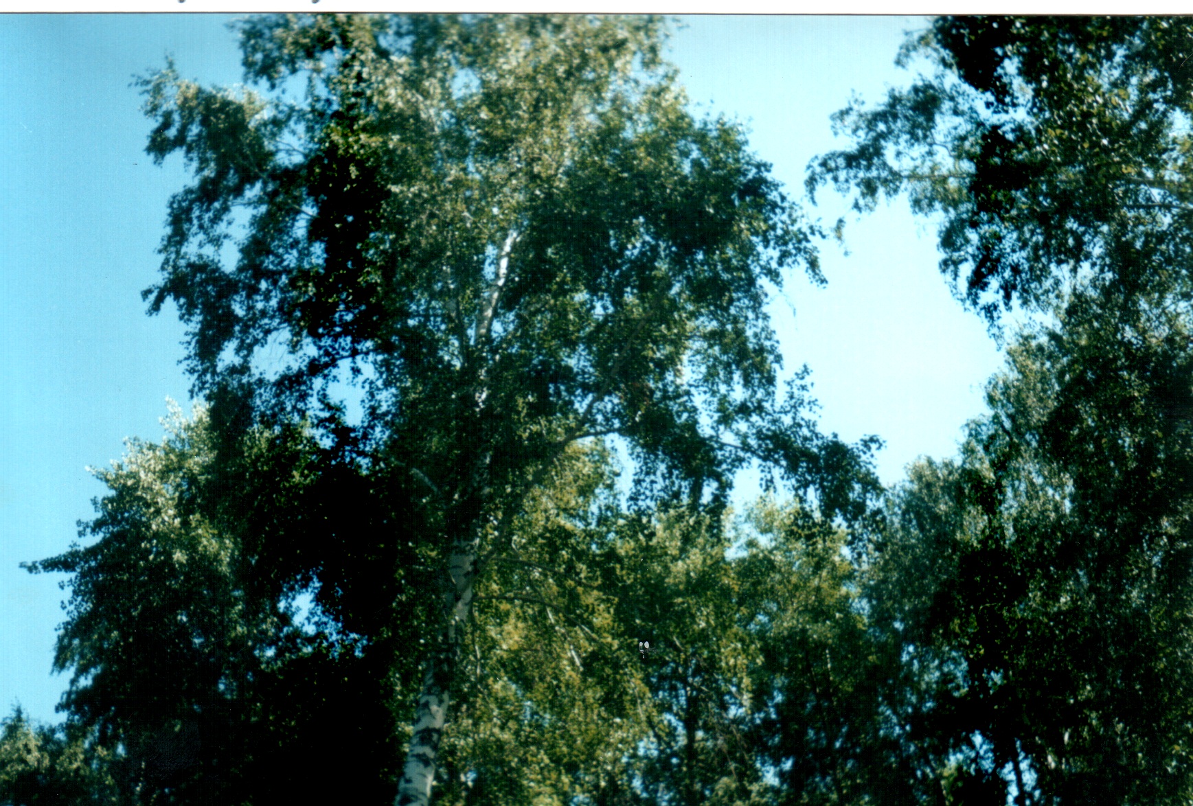 Береза.jpg
